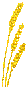 wheat
